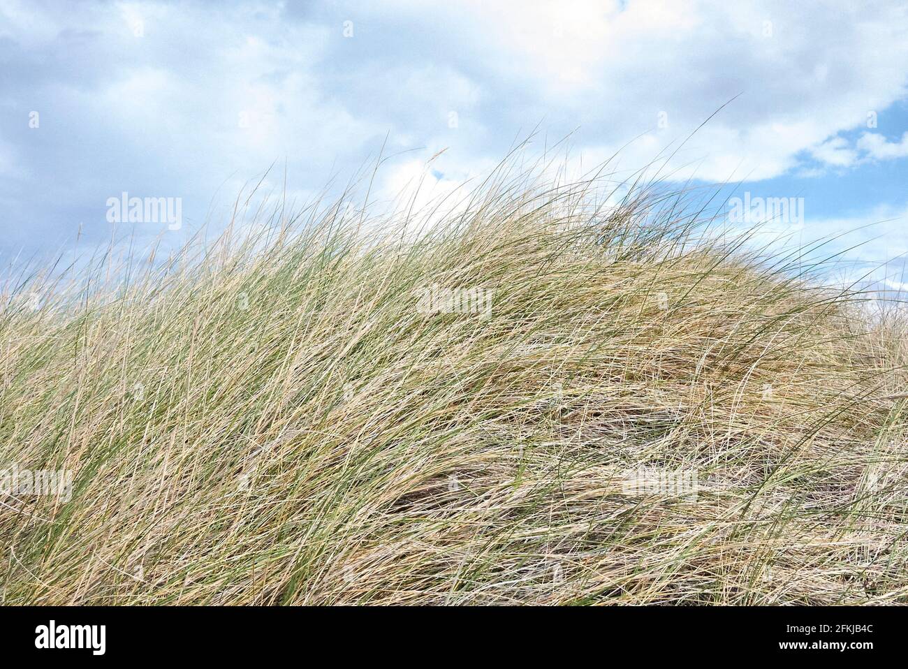 Calamagrostis arenaria plante sur les dunes côtières Banque D'Images