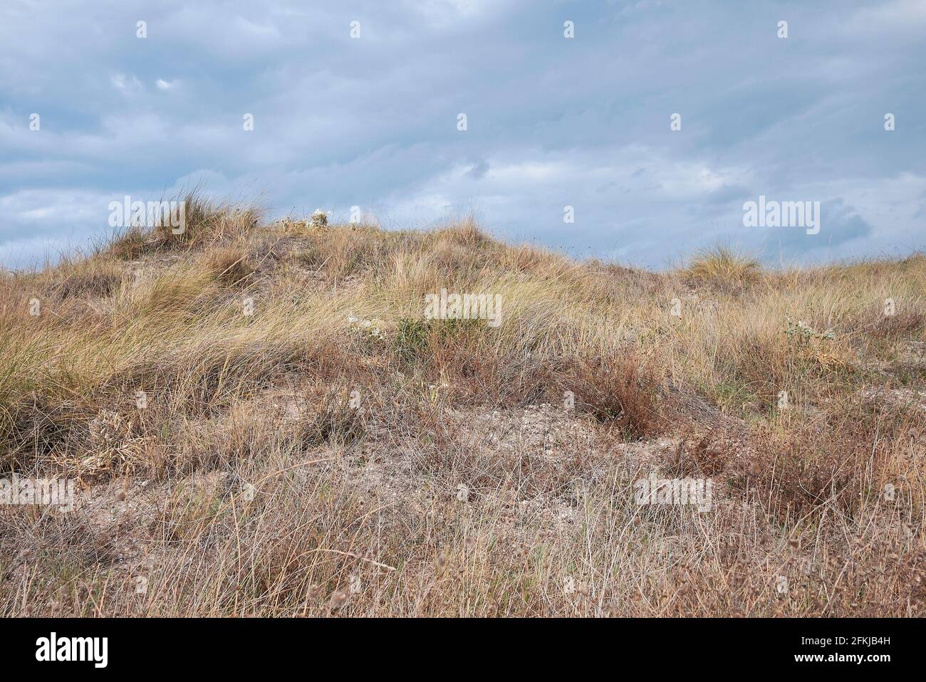 Calamagrostis arenaria plante sur les dunes côtières Banque D'Images