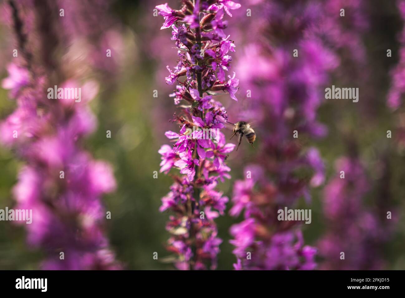 Une abeille recueille le nectar des fleurs violettes. Fleur d'été Loosestrife pourpre, Lythrum tomentosum ou Loosestrife à pointes et lythrum pourpre Banque D'Images