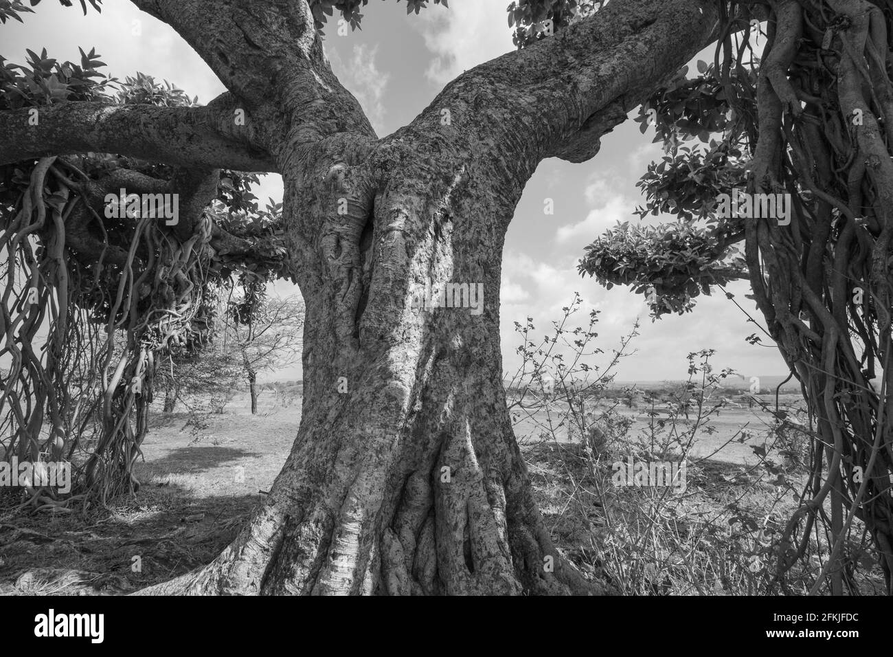 Un vieux banyan Tree avec de nombreuses branches et feuilles cliqués en monochrome Banque D'Images