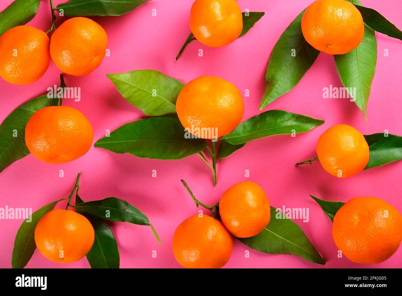 Composition de couche plate élégante d'oranges aciéries juteuses avec feuilles sur fond rose Uni. Bouquet de mandarines de clémentine mûres biologiques, végétaliens crus FO Banque D'Images