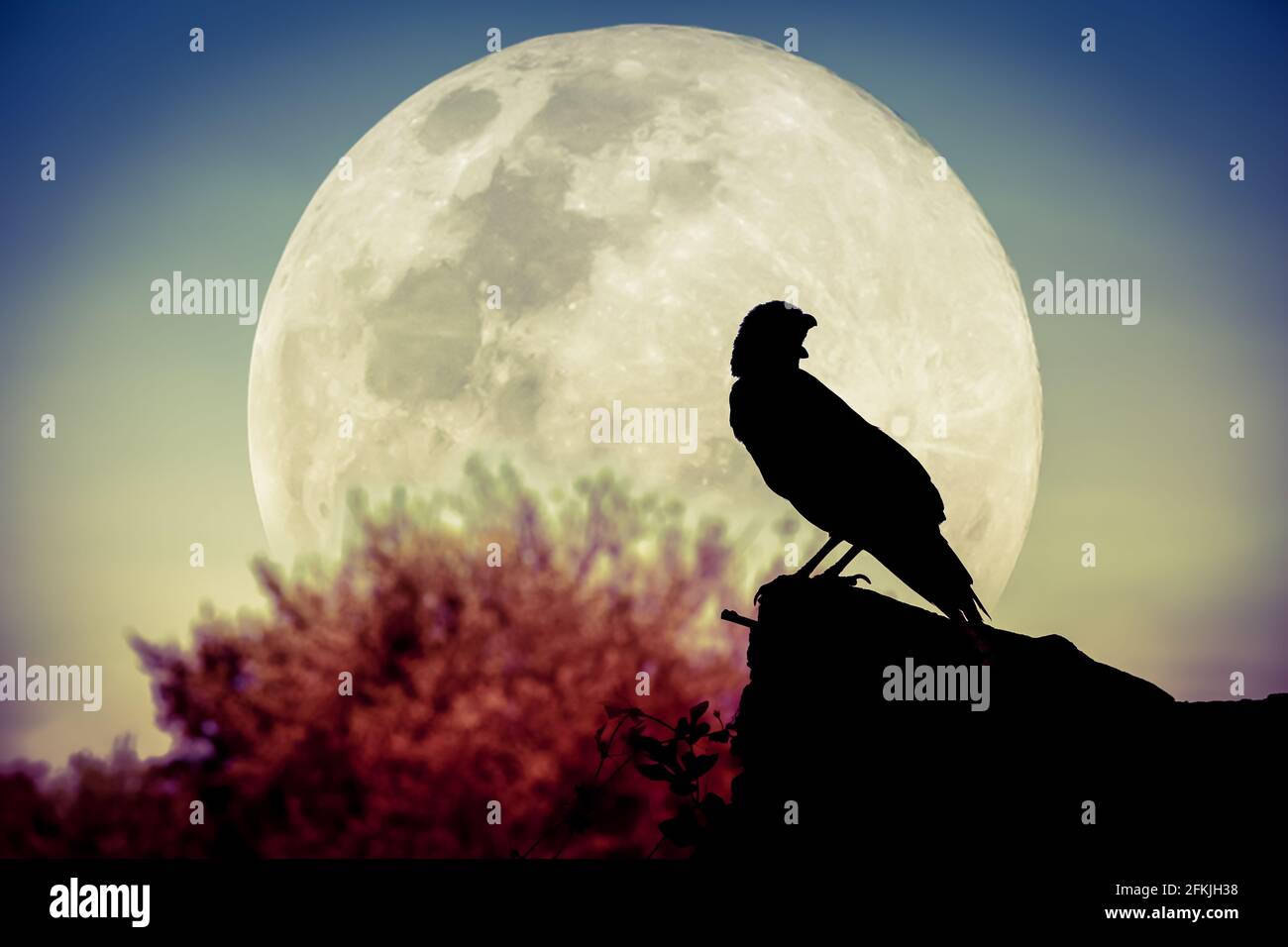 Magnifique ciel nocturne avec pleine lune, arbre et silhouette de corbeau sur pierre qui peut être utilisé pour halloween. Vignette et style d'image vintage. À l'extérieur. Banque D'Images