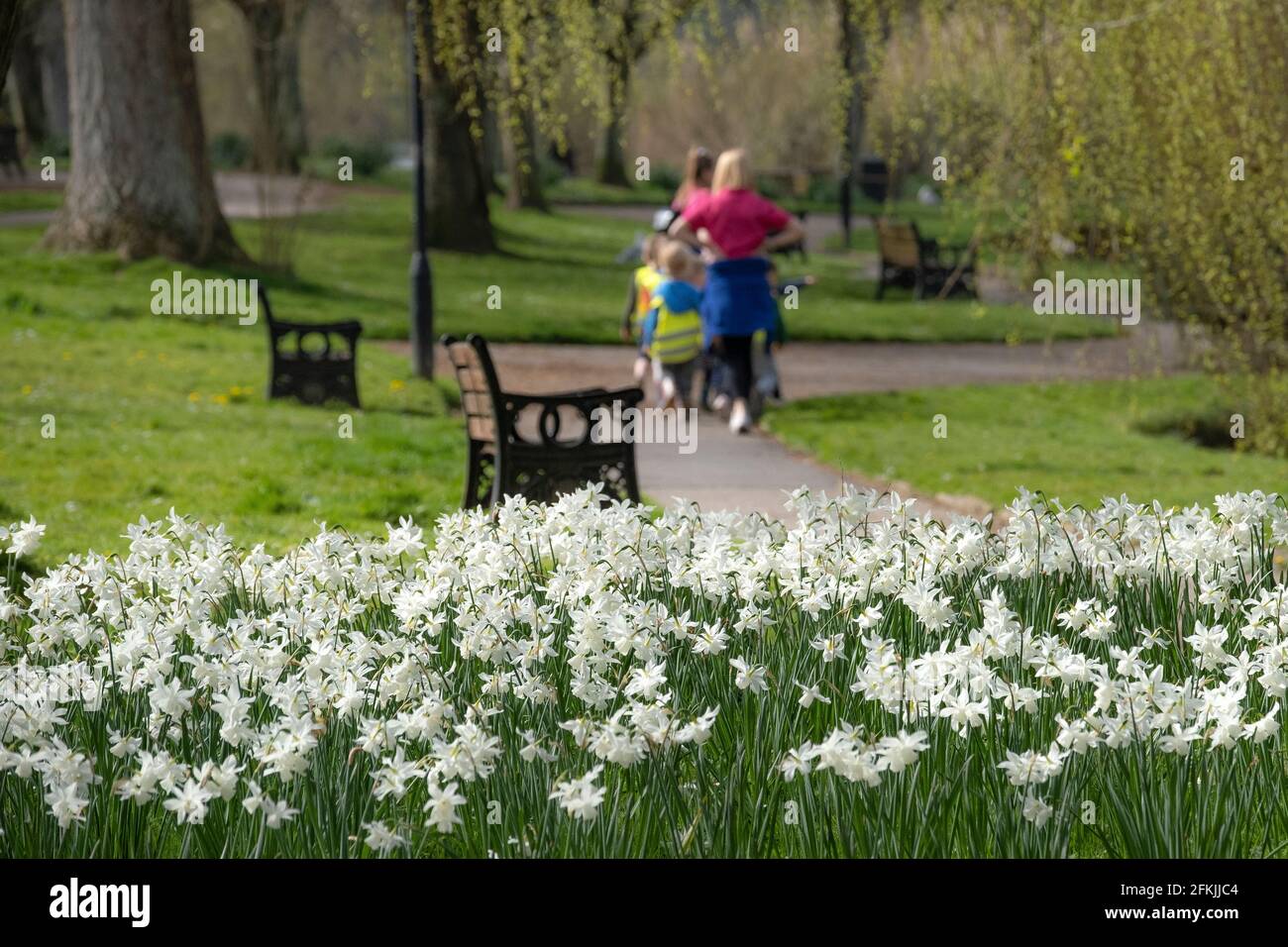 Un lit de daffodils blancs Narcisse narcissi poussant dans les jardins de Trenance à Newquay en Cornouailles. Banque D'Images