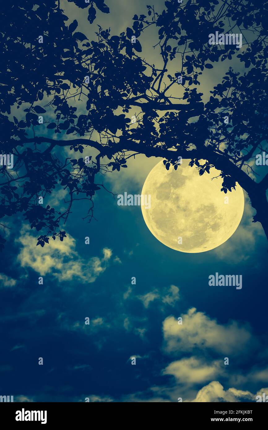 Silhouette des branches des arbres contre le ciel nocturne en lune. Magnifique paysage avec lune lumineuse dans le ciel nocturne. Processus croisé et vintage Banque D'Images