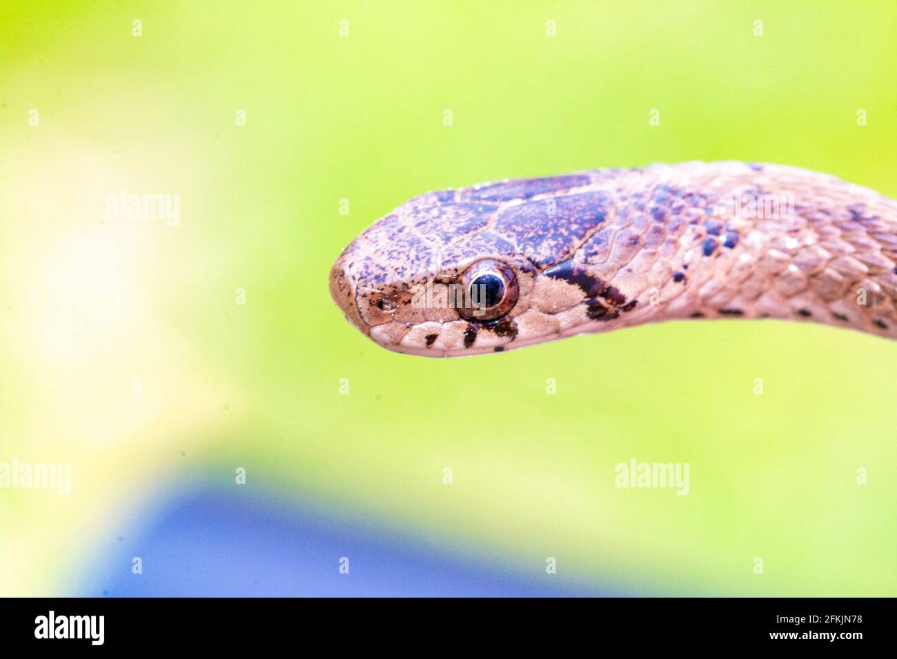 Photo sélective d'un serpent brun de nouveau-né Connu sous le nom de Storeria dekayi Banque D'Images