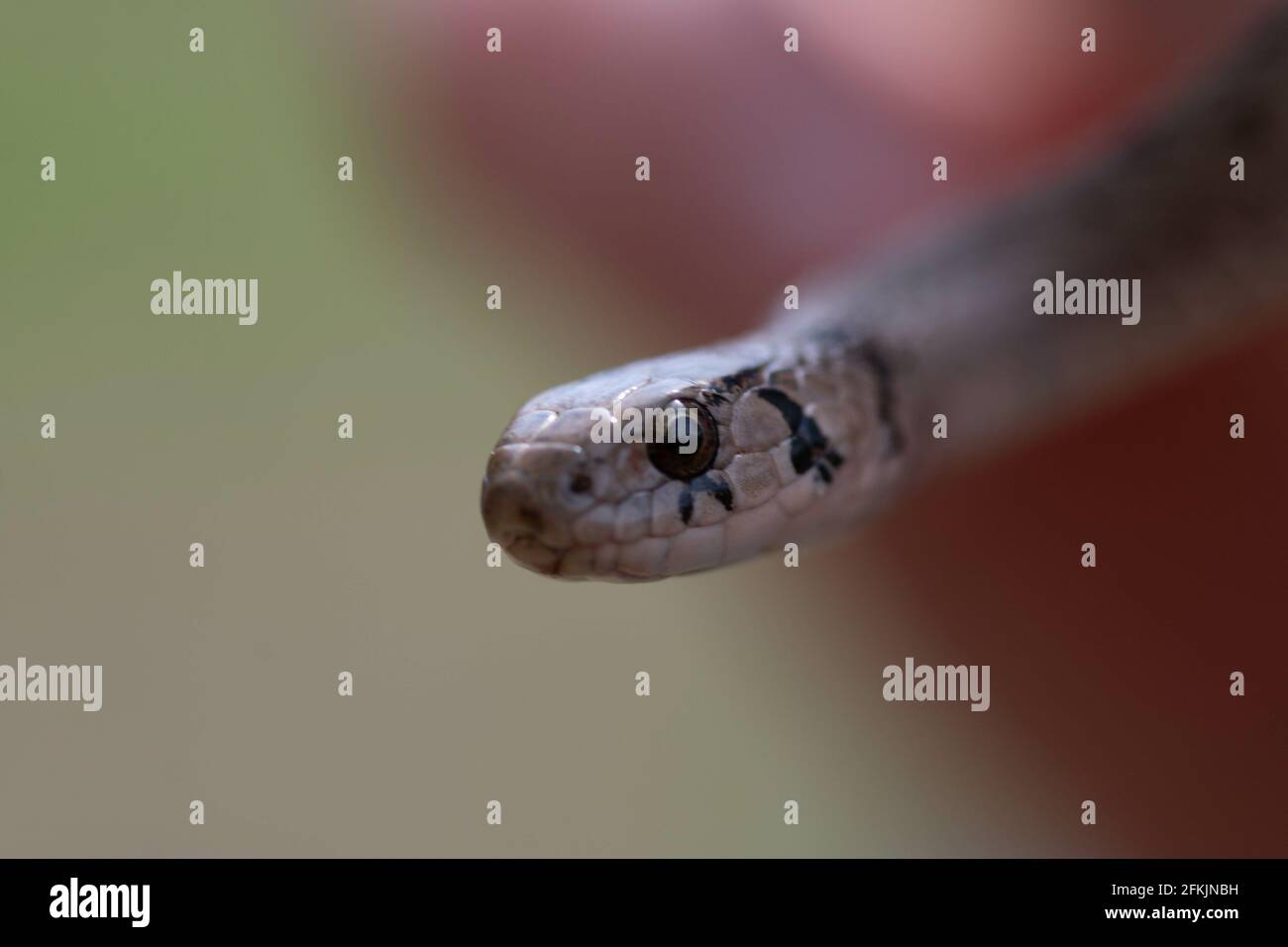 Photo sélective d'un serpent brun de nouveau-né Connu sous le nom de Storeria dekayi Banque D'Images