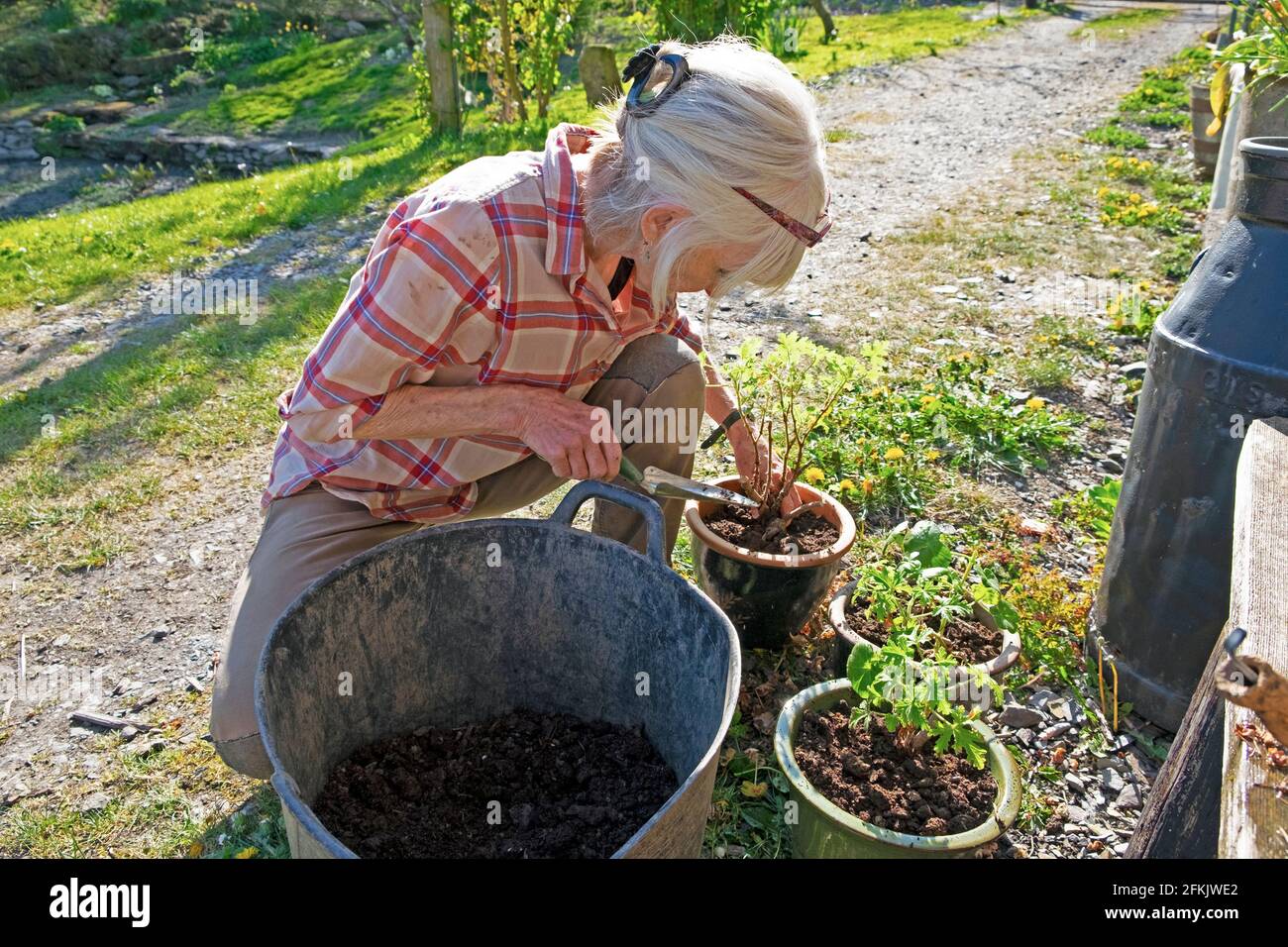 Femme plus âgée qui se croupe rempotage des pélargoniums et des plantes géraniums dans du compost frais, sol dans la cour de jardin rurale Carmarthenshire pays de Galles UK KATHY DEWITT Banque D'Images