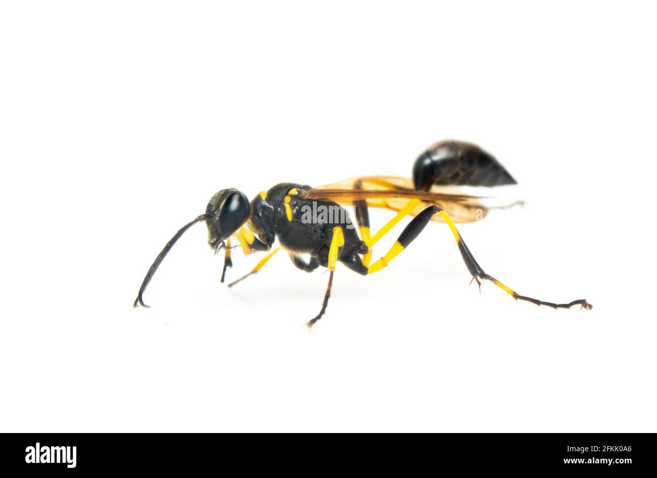 Image de la boue dauber Wasp (Sphecidae) isolée sur fond blanc. Insecte. Animal. Banque D'Images
