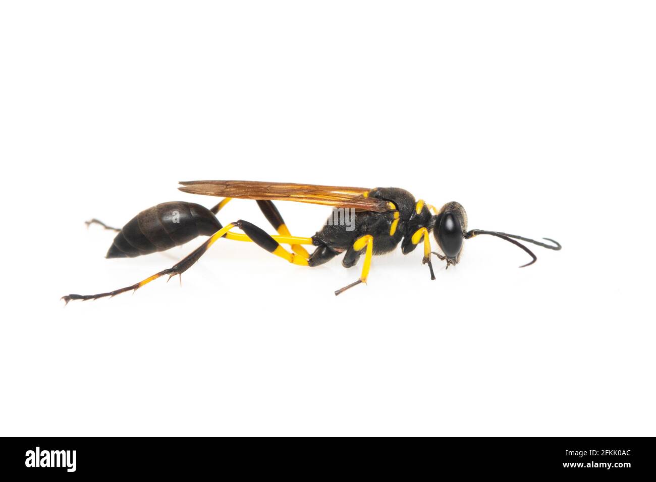 Image de la boue dauber Wasp (Sphecidae) isolée sur fond blanc. Insecte. Animal. Banque D'Images