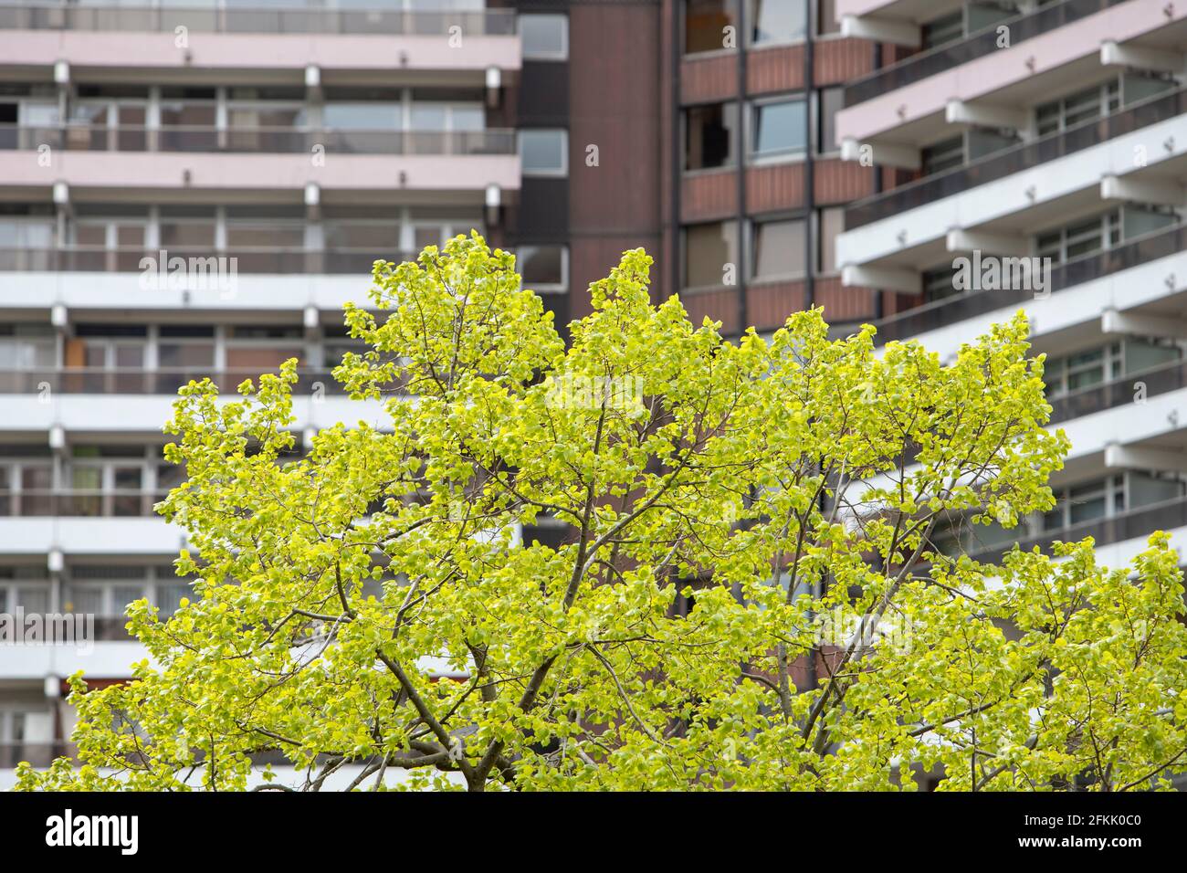 Cologne, NRW, Allemagne, 05 03 2021, vue frontale sur l'immeuble Unicenter avec balcons, accent sur l'arbre au premier plan Banque D'Images