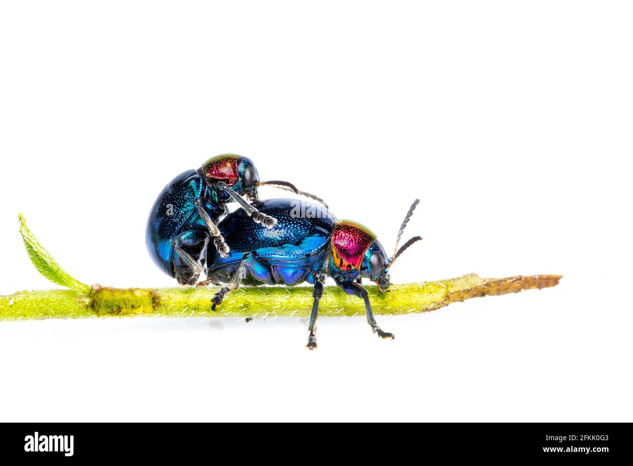 Image du coléoptère bleu de l'herbe à lait il a des ailes bleues et un couple de tête rouge faire l'amour sur fond blanc. Insecte. Animal. Banque D'Images
