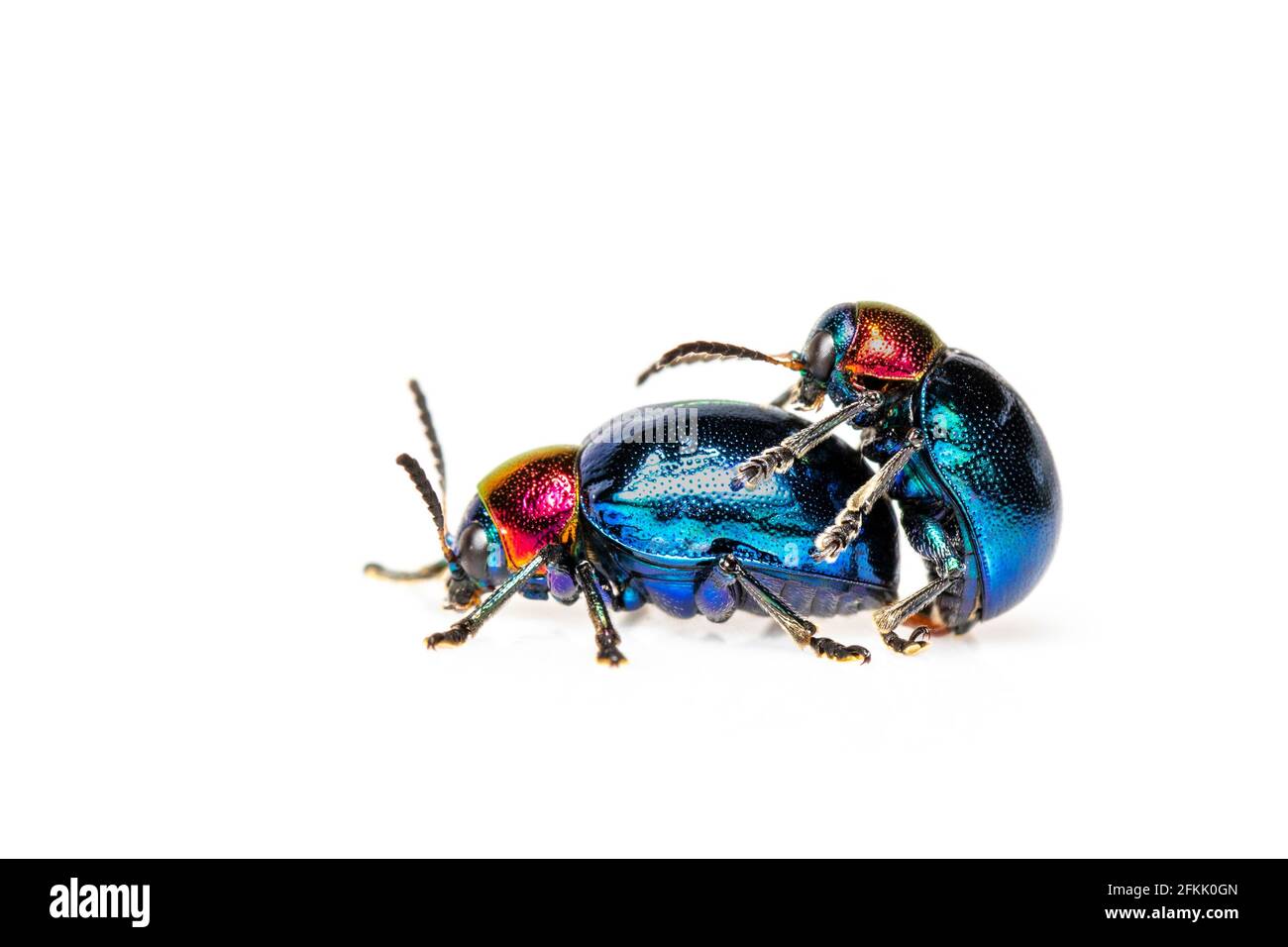 Image du coléoptère bleu de l'herbe à lait il a des ailes bleues et un couple de tête rouge faire l'amour sur fond blanc. Insecte. Animal. Banque D'Images