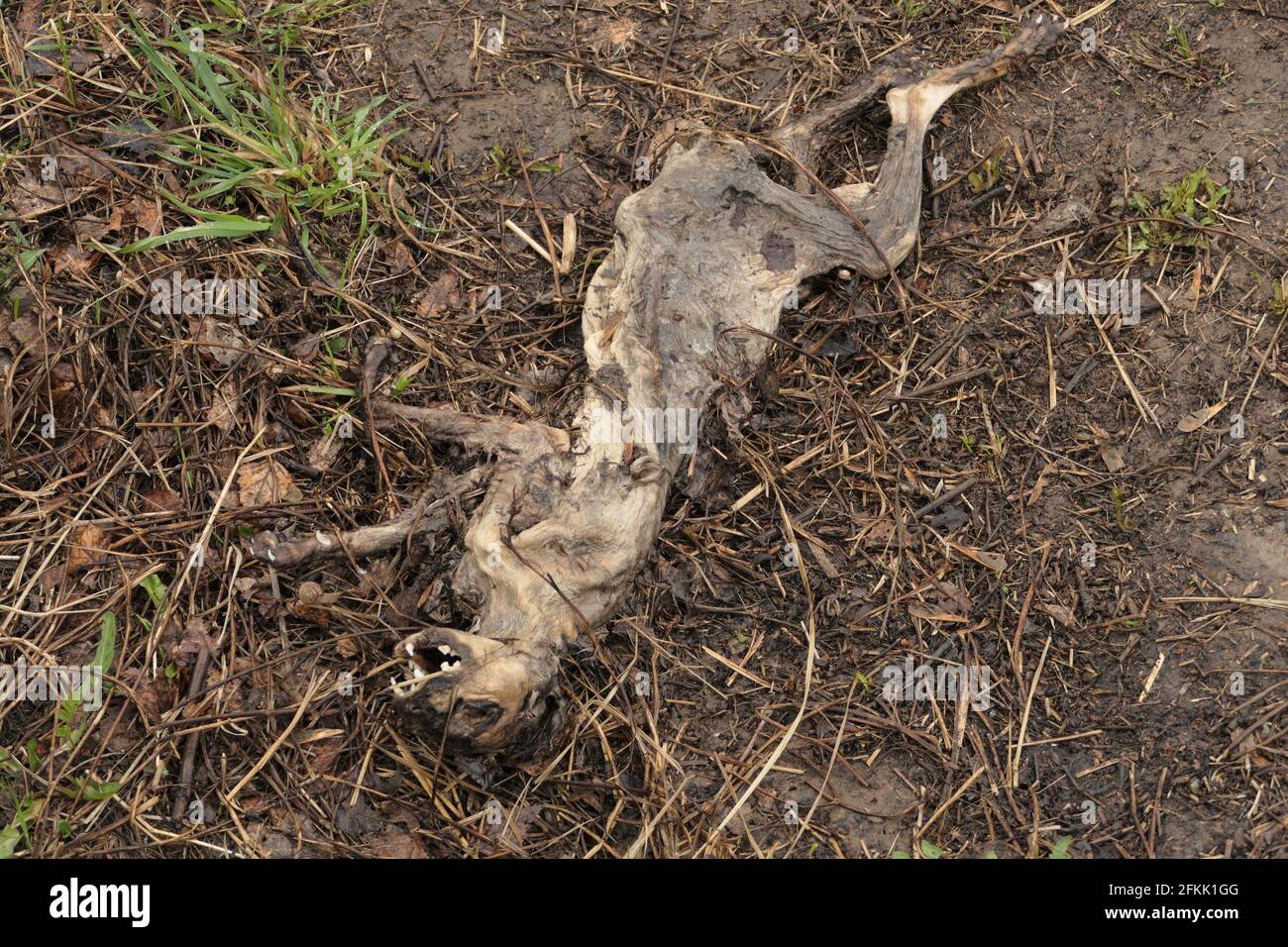 Un chat mort dans la rue. Épidémie et contagion. Écologie. Animaux morts, en décomposition. Banque D'Images
