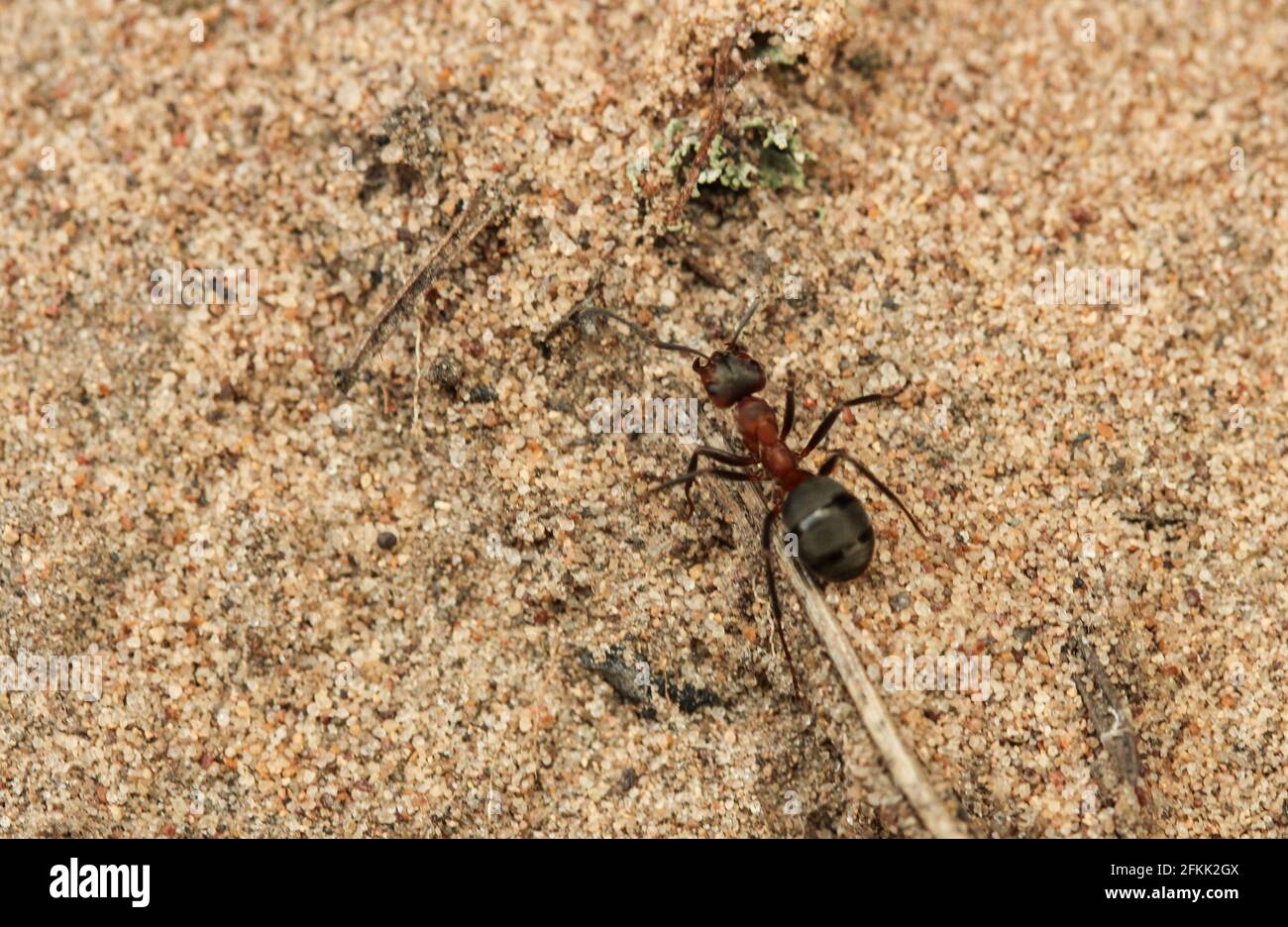 ANT sur le sable gros plan. Vue de dessus Banque D'Images