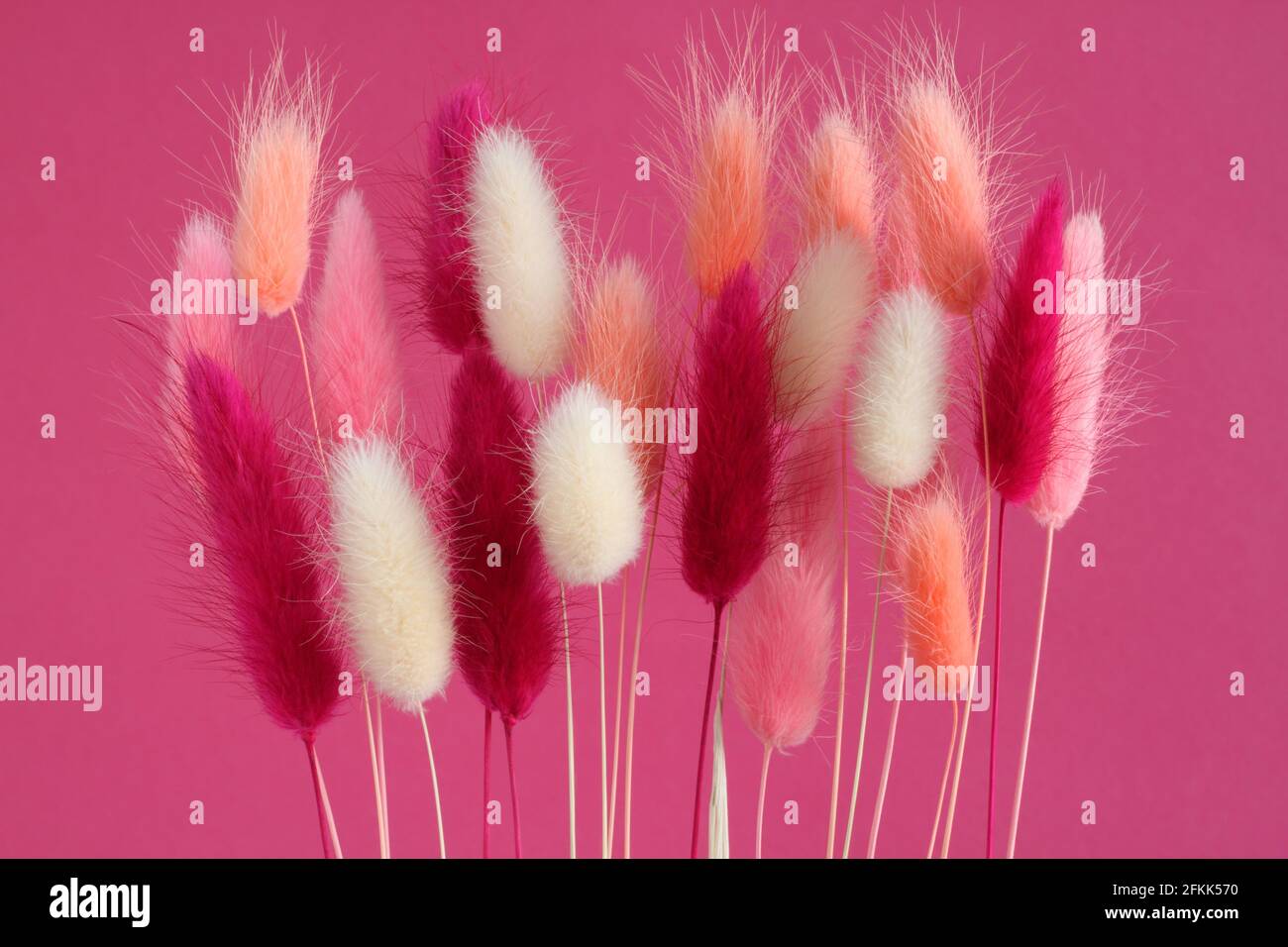 Rose, blanc, corail clair et magenta fleurs de la queue de cheval (Lagurus ovatus) sur fond rose. Gros plan Banque D'Images
