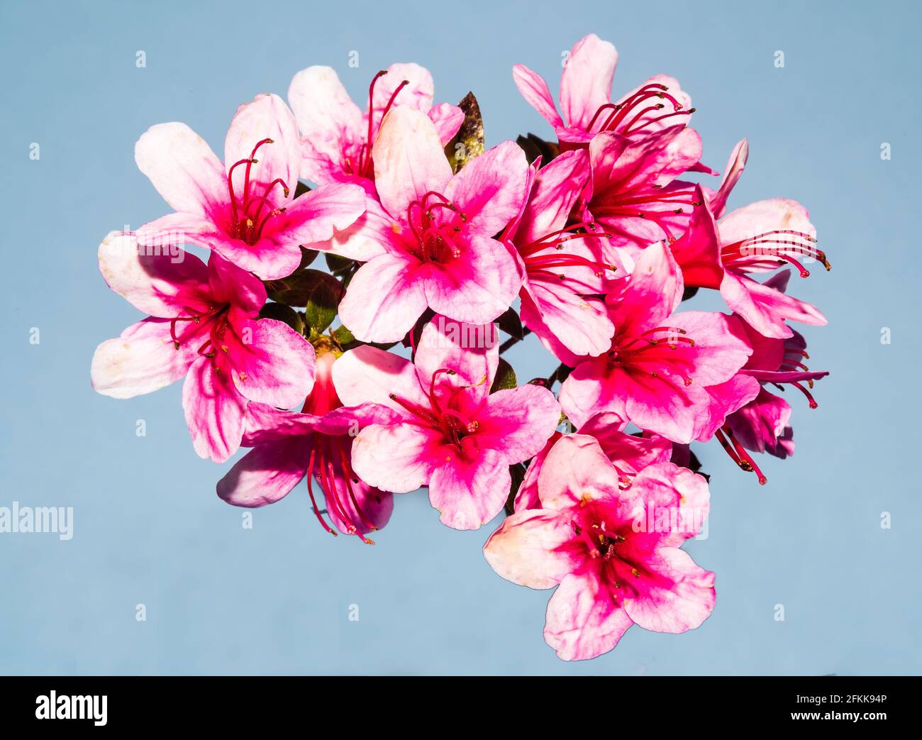 Azalea Madame van Hecke grandit dans un jardin de campagne. Banque D'Images