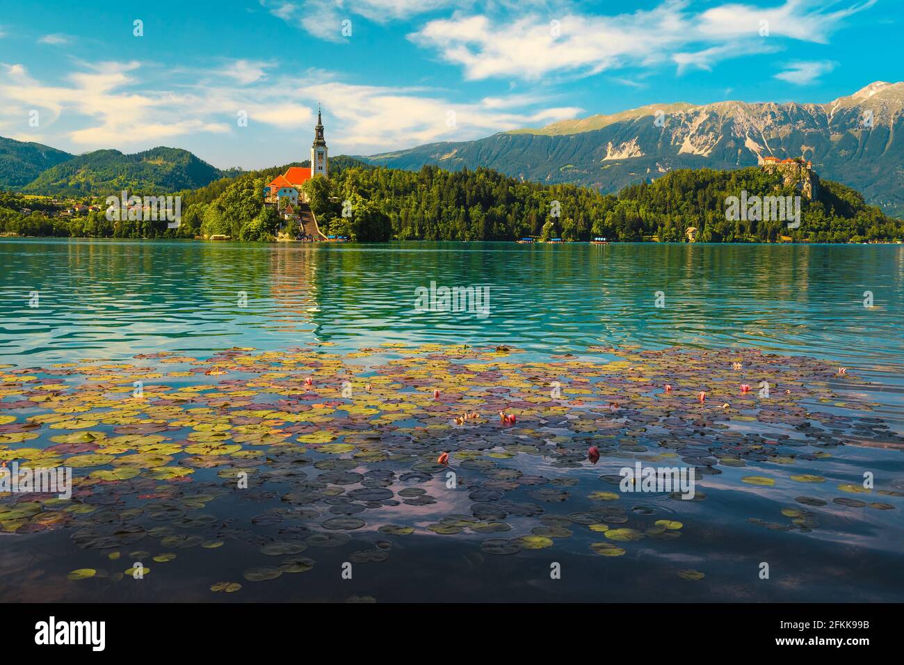 De magnifiques fleurs de lotus roses fleurissent sur le lac. Fleurs de nénuphars roses et église de pèlerinage en arrière-plan, lac Bled, Slovénie, Europe Banque D'Images