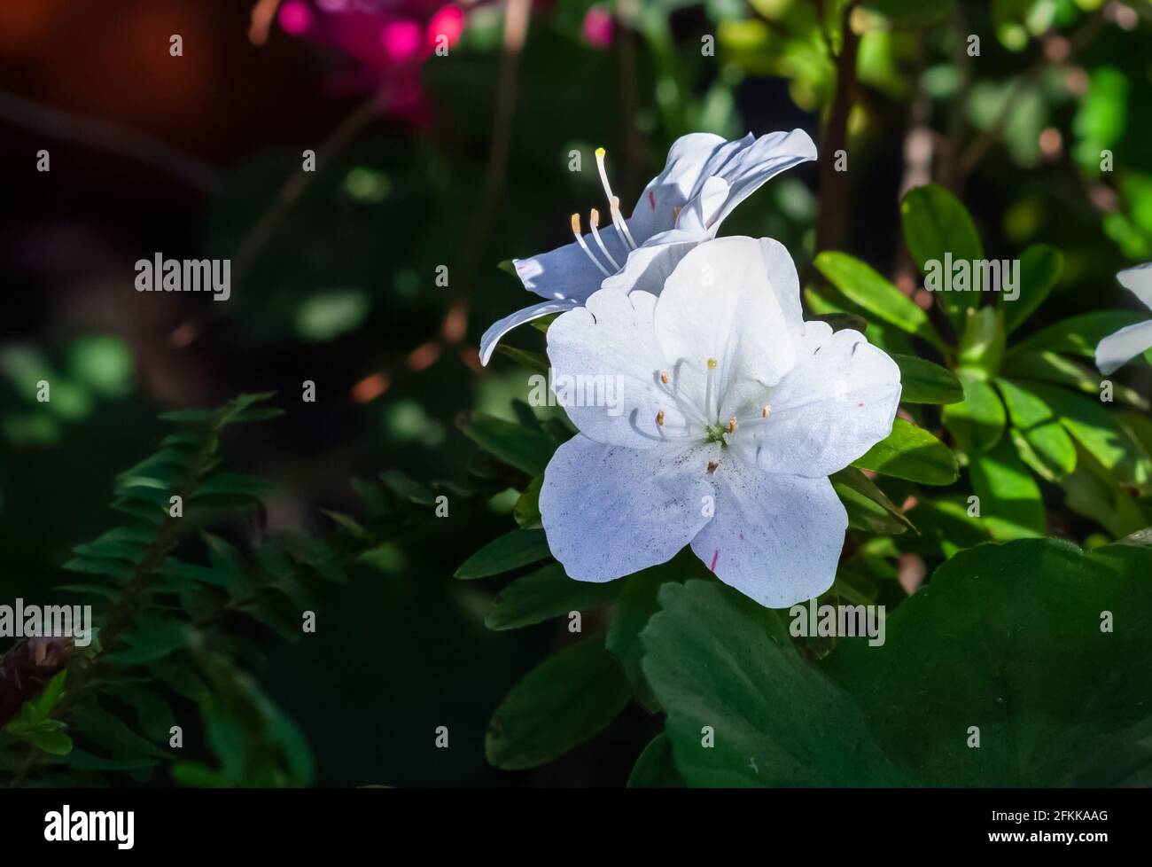 fleur d'azalée blanche gros plan sur fond de feuille vert foncé Banque D'Images fleur d'azalée blanche gros plan sur fond de feuille vert foncé Banque D'Images