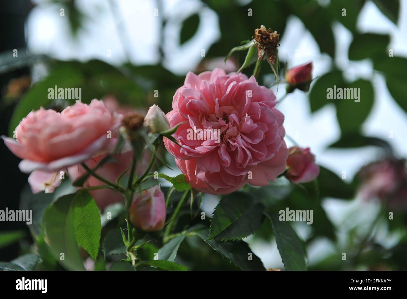 Rose moyen à grandes fleurs Climber rose (Rosa) Colette fleurit dans un jardin en juillet Banque D'Images
