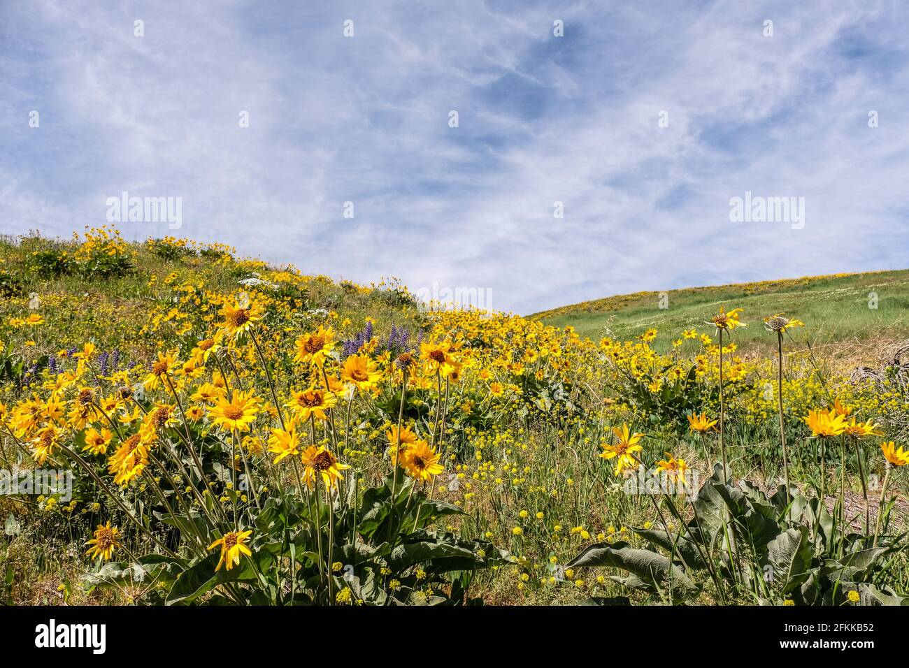 Fleurs sauvages lumineuses et colorées Arrowleaf Balsamroot Blooming à foot Hills de Wenenchee, dans l'est de Washington Banque D'Images