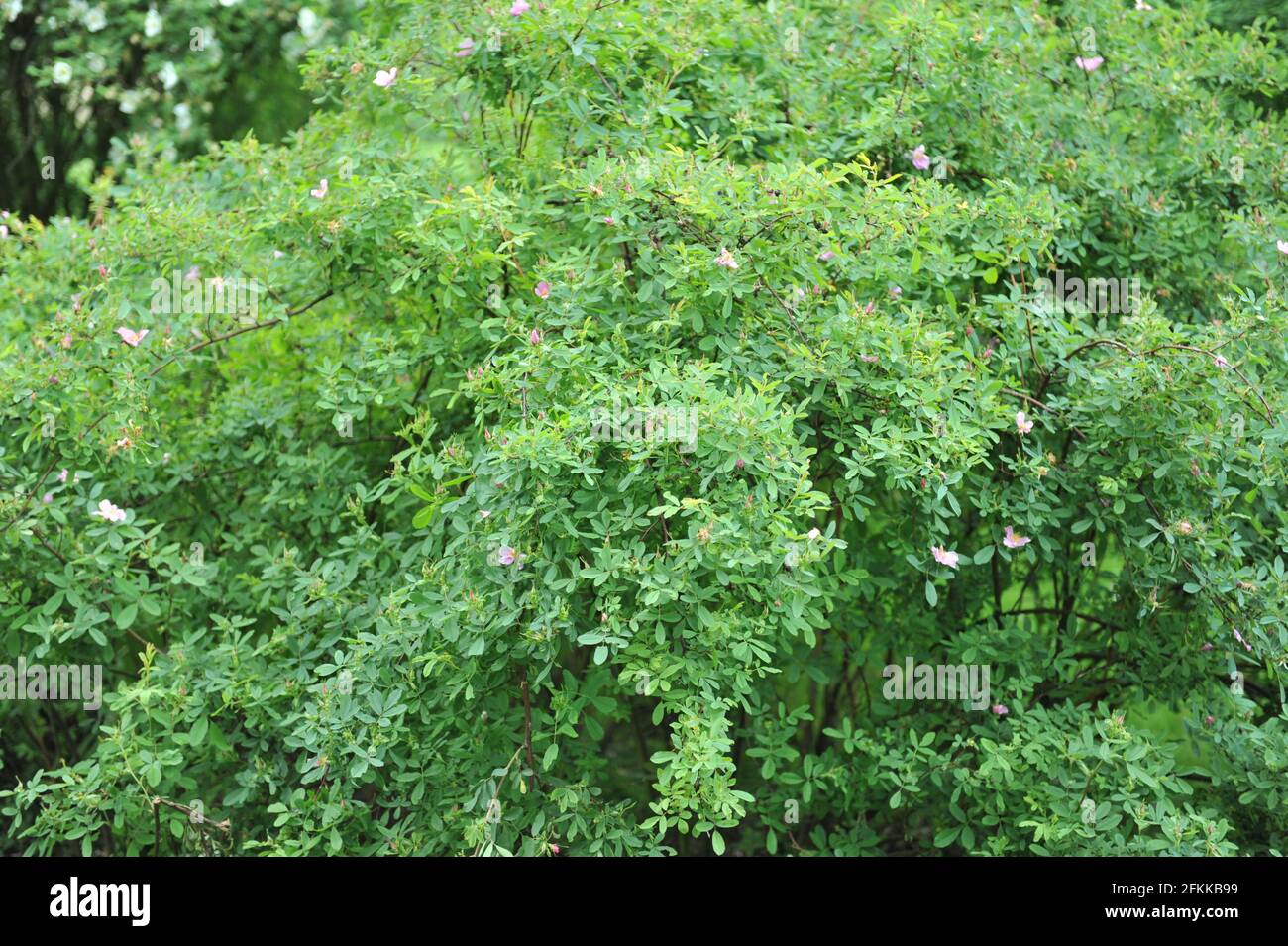L'espèce rose clair Lederrose (Rosa coriifolia) fleurit dans un jardin en juin Banque D'Images