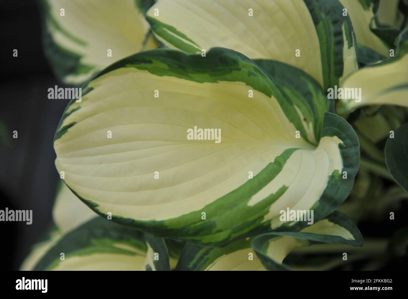 Hosta à plusieurs degrés dansant dans la pluie pousse dans un jardin en avril Banque D'Images