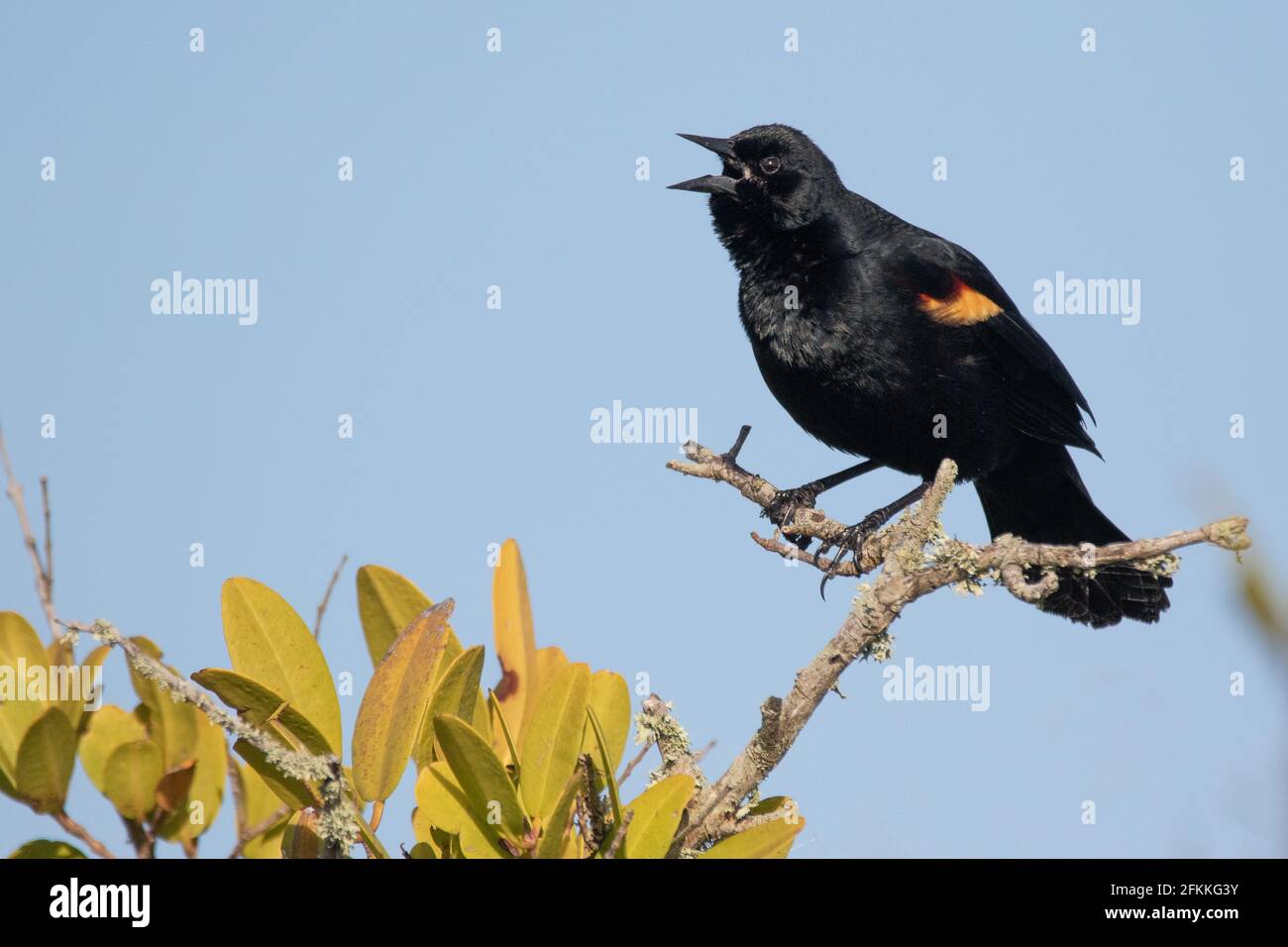 Blackbird ailé rouge (mâle) Banque D'Images