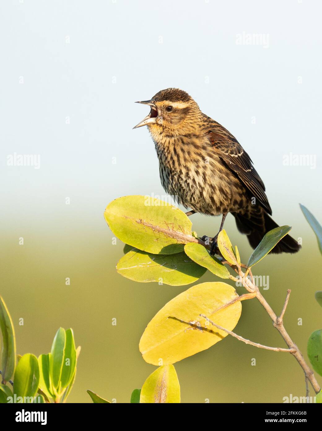 Une femelle à ailées de rouge chantant dans la lumière de Floride le matin. Banque D'Images