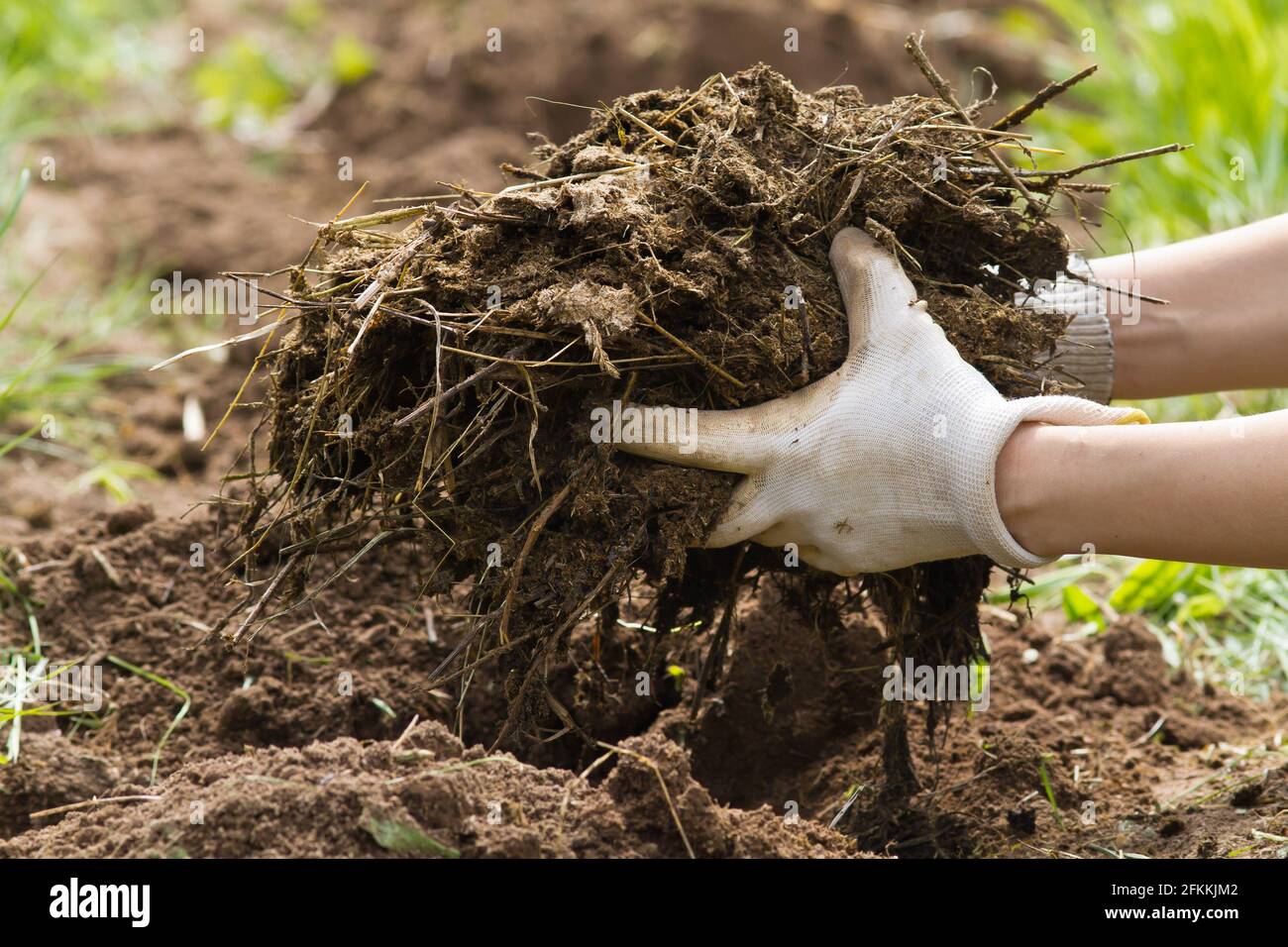 les mains de l'agriculteur mettent du fumier sur le lit Banque D'Images