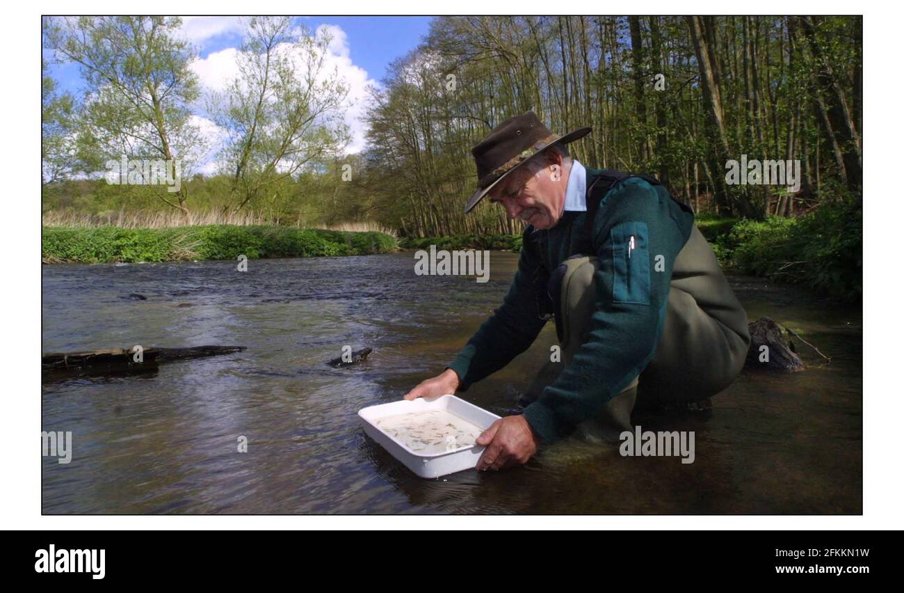 Quelques millions de Mayfly Lavae que le Dr Cyril Bennett espère libérer dans la rivière Wey à Tilford, Hants..pic David Sandison 1/5/2003 Histoire par Mike McCarthy Banque D'Images