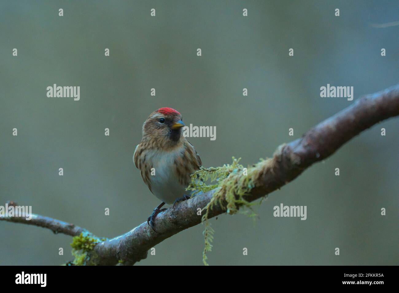 Femme Lesser Redpoll, cabaret Acanthis, péninsule de Rosneath, Argyll, Écosse, ROYAUME-UNI Banque D'Images