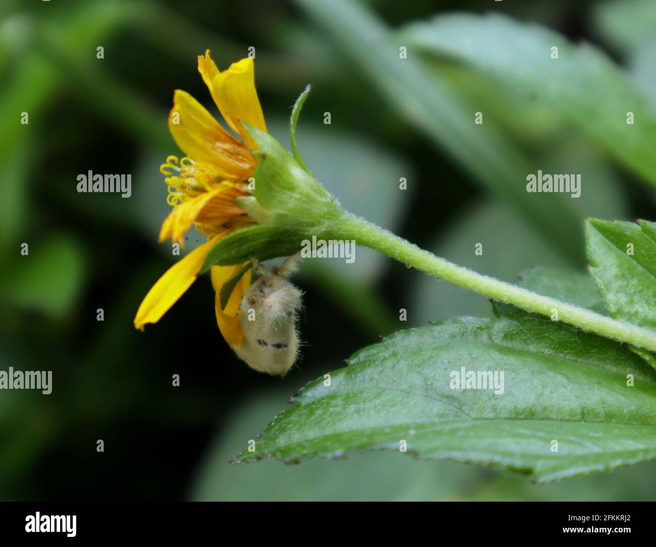 Gros plan d'un papillon de poils blancs assis sous un fleur jaune Banque D'Images