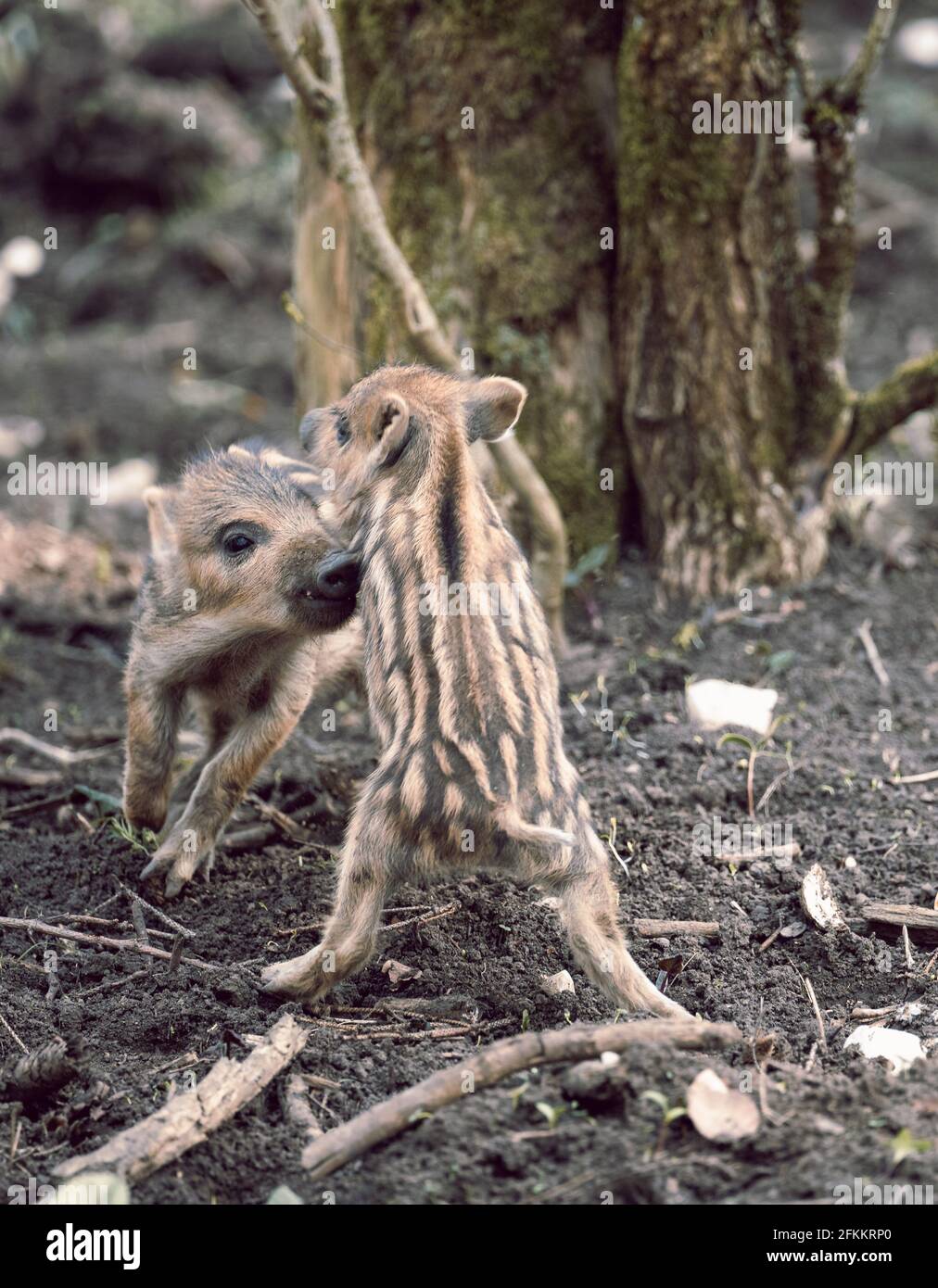 Un cliché vertical de bébés sangliers jouant dans un forêt avec un arrière-plan flou Banque D'Images Un cliché vertical de bébés sangliers jouant dans un forêt avec un arrière-plan flou Banque D'Images