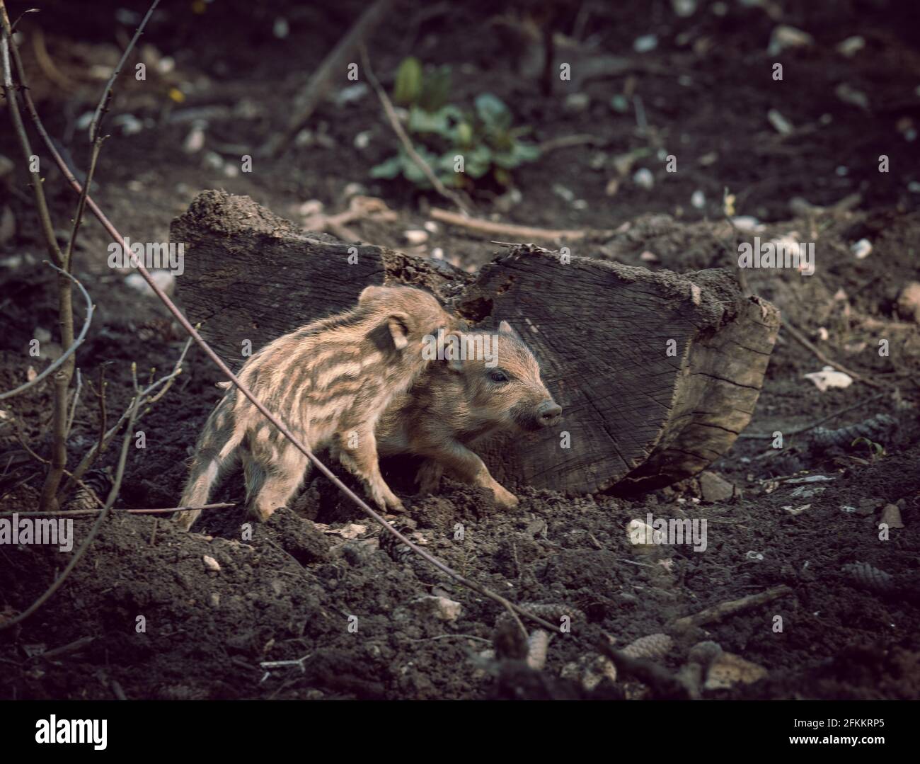 Un gros plan de bébés sangliers jouant dans une forêt avec un arrière-plan flou Banque D'Images Un gros plan de bébés sangliers jouant dans une forêt avec un arrière-plan flou Banque D'Images