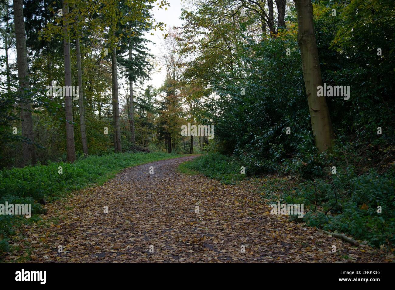 Lake District route forestière d'automne avec des feuilles mortes et d'or léger Banque D'Images