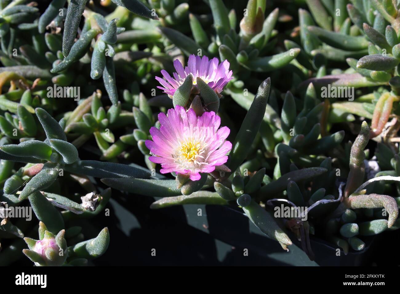 Gros plan de fleurs sur la plante de glace de fuite lampranthus Banque D'Images