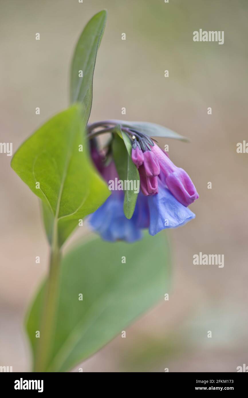 Virginia bluebell fleurs de près Banque D'Images