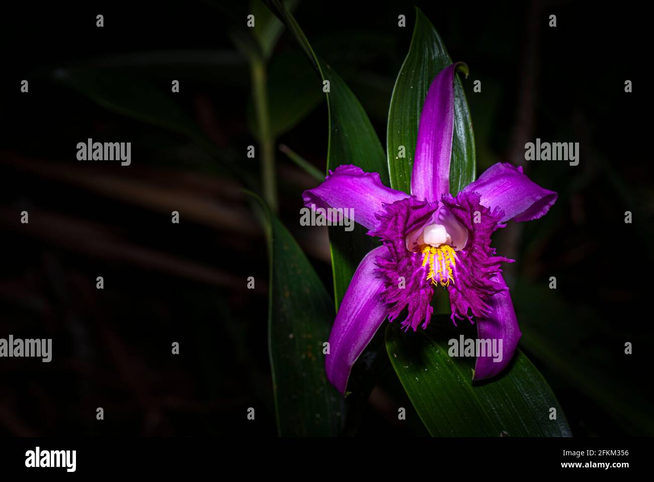 Image d'orchidée Sobralia bouchei prise dans la forêt nuageuse de Panamas Banque D'Images