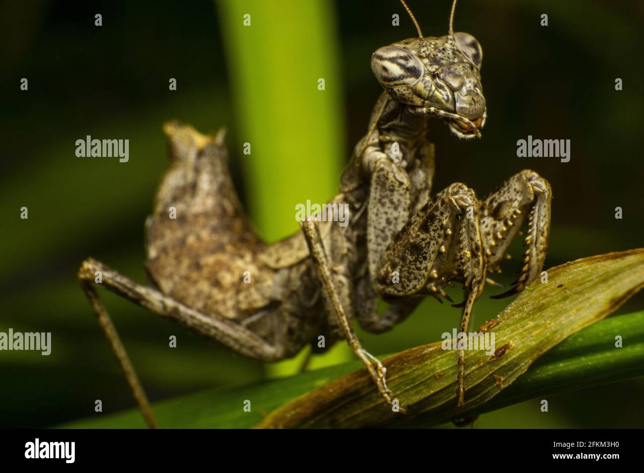 Gros plan d'un sauterelle créepy sur un green feuille Banque D'Images