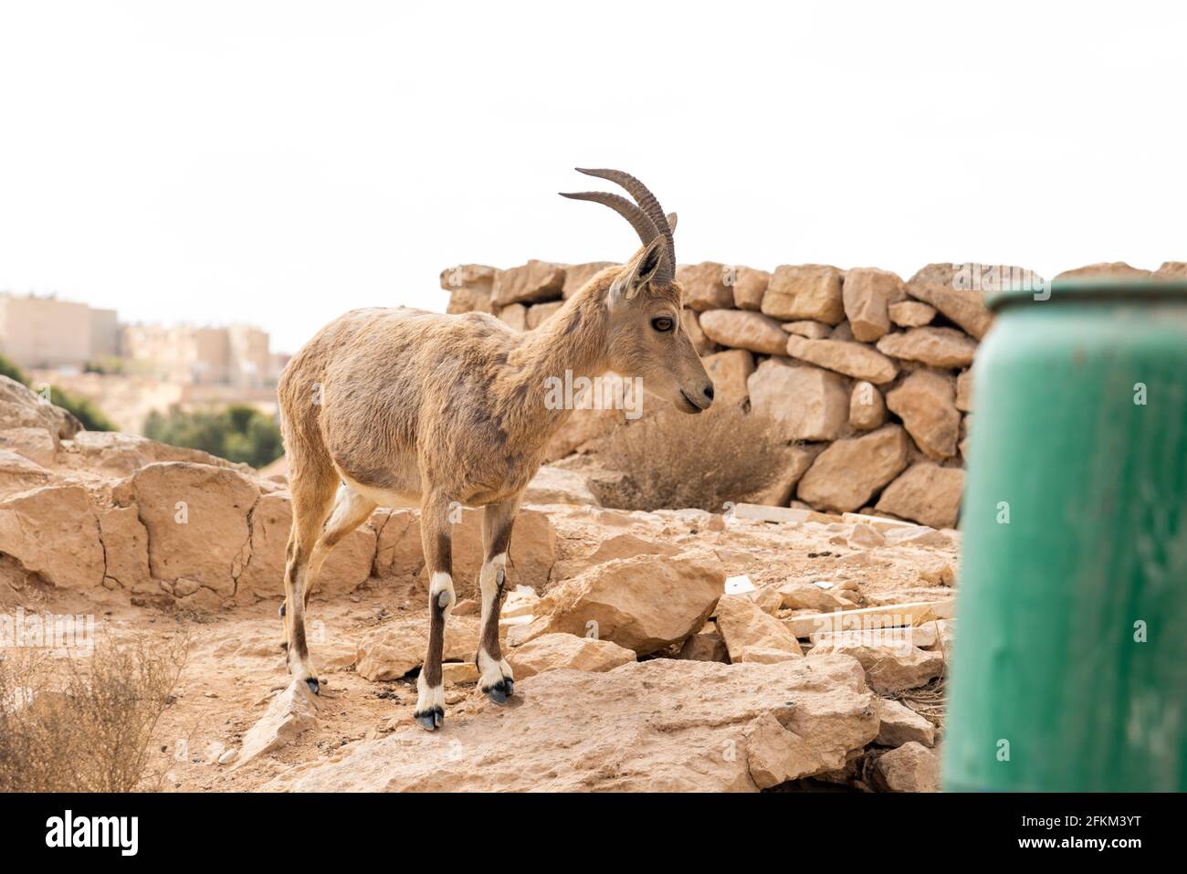 Capra ibex nubiana, famille des ibexes nubiens près de Mitzpe Ramon. Photo de haute qualité Banque D'Images