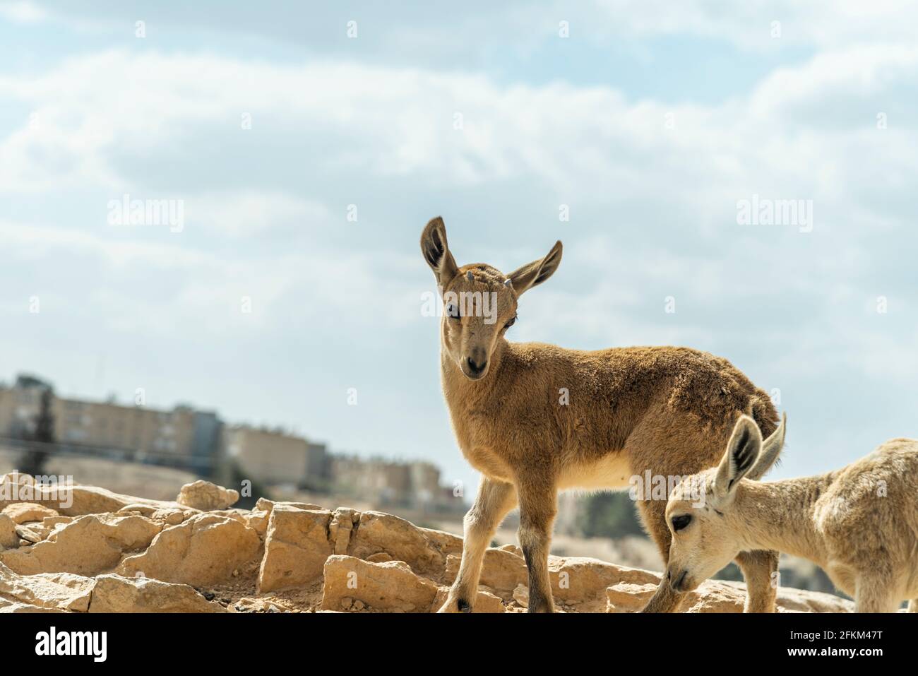 Capra ibex nubiana, famille des ibexes nubiens près de Mitzpe Ramon. Photo de haute qualité Banque D'Images