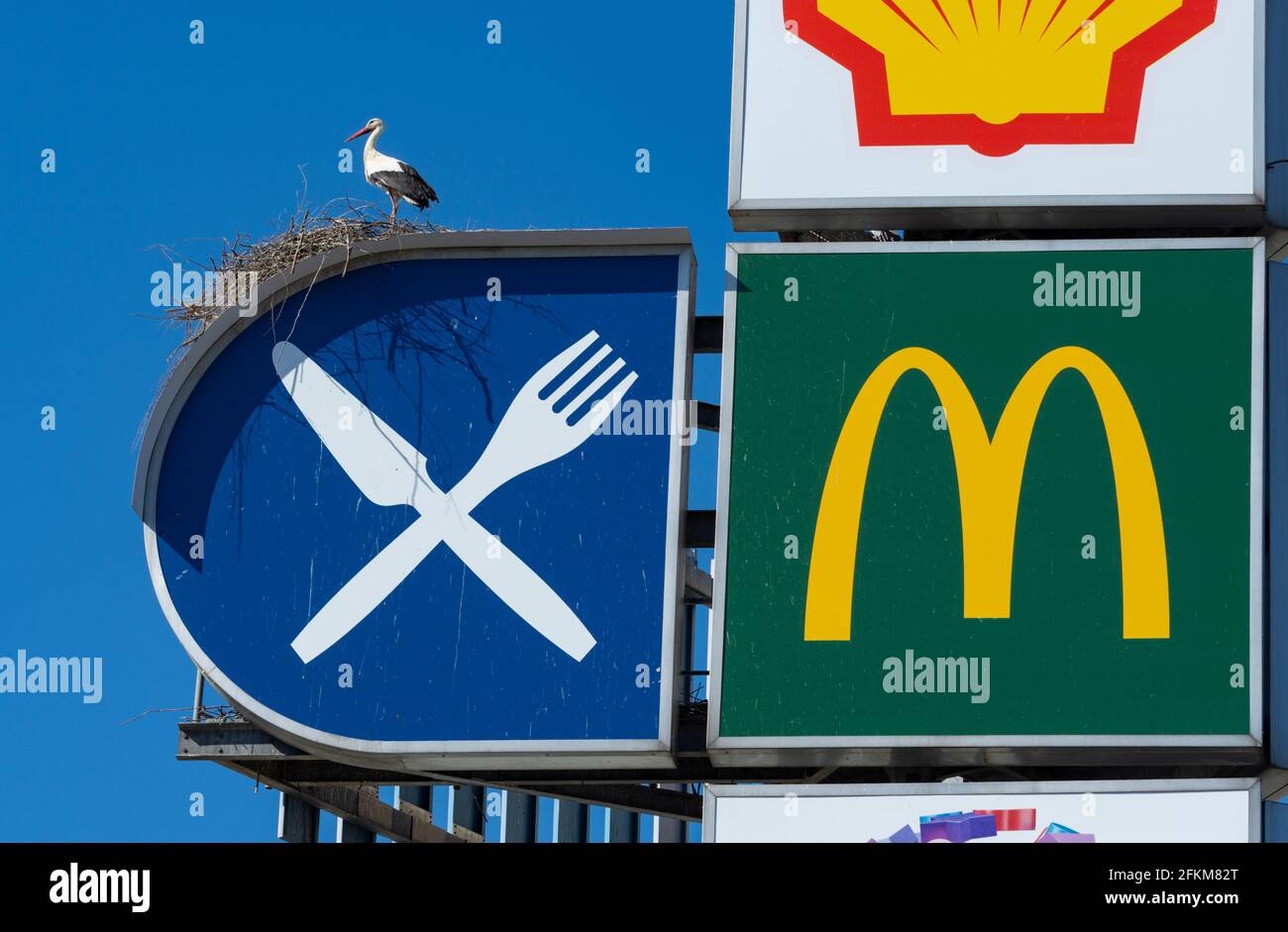 ciconie blanche adulte (ciconia ciconia) debout sur un nid sur un grand panneau d'affichage avec le logo McDonalds et Icône du restaurant à l'arrêt de camion Eurorastpark Jettingen Banque D'Images