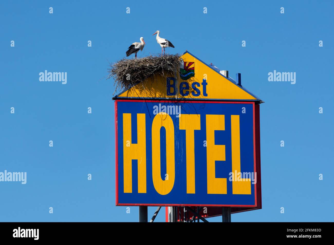 Paire de ciconies blanches (ciconia ciconia) debout sur un nid construit sur le grand panneau d'affichage de l'hôtel à l'arrêt de camion Eurorastpark à Jettingen à côté de l'autoroute A8 Banque D'Images