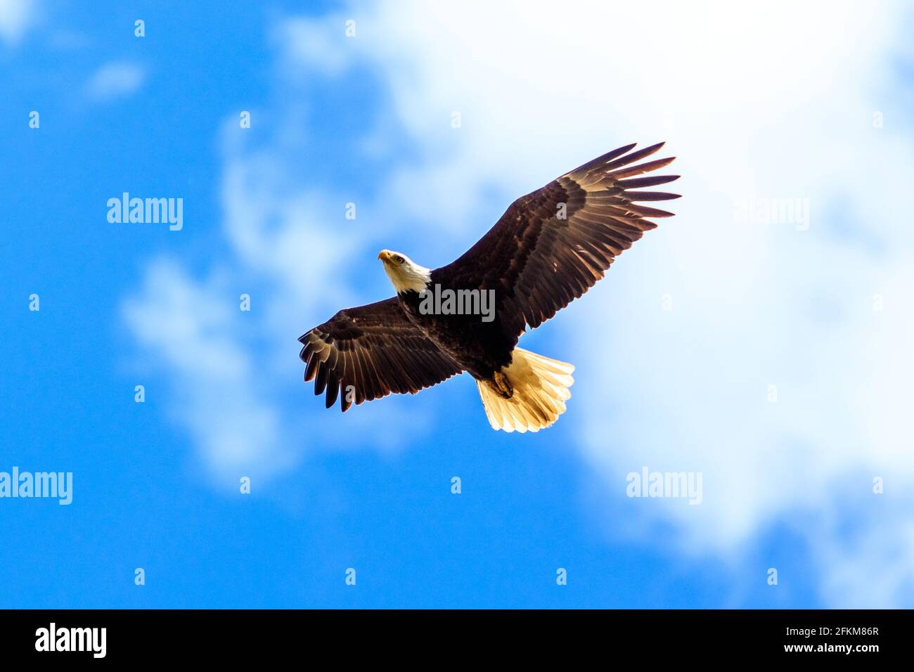 Un aigle à tête blanche adulte (Haliaeetus leucocephalus) survole la vallée de la rivière. 29 avril 2021 Banque D'Images