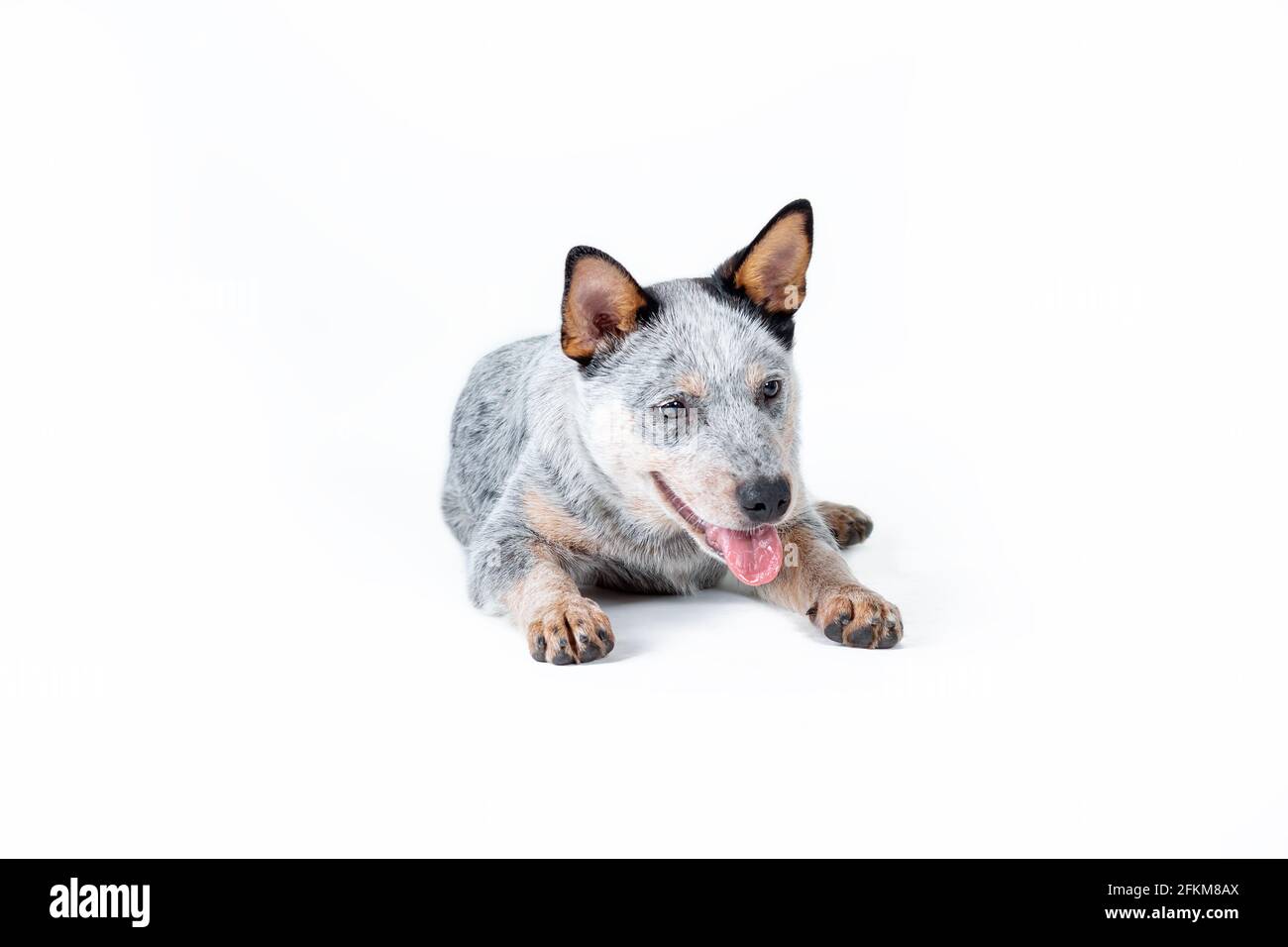 blue heeler ou chien de bétail australien chiot sur fond blanc Banque D'Images