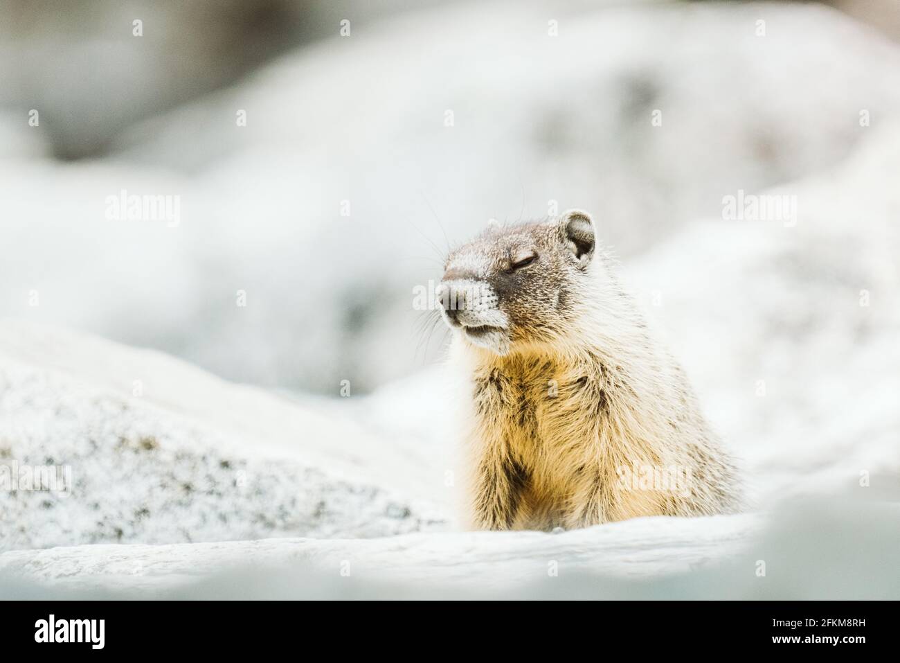 Marmotte à ventre jaune avec ses yeux fermés sur une roche jetée Banque D'Images