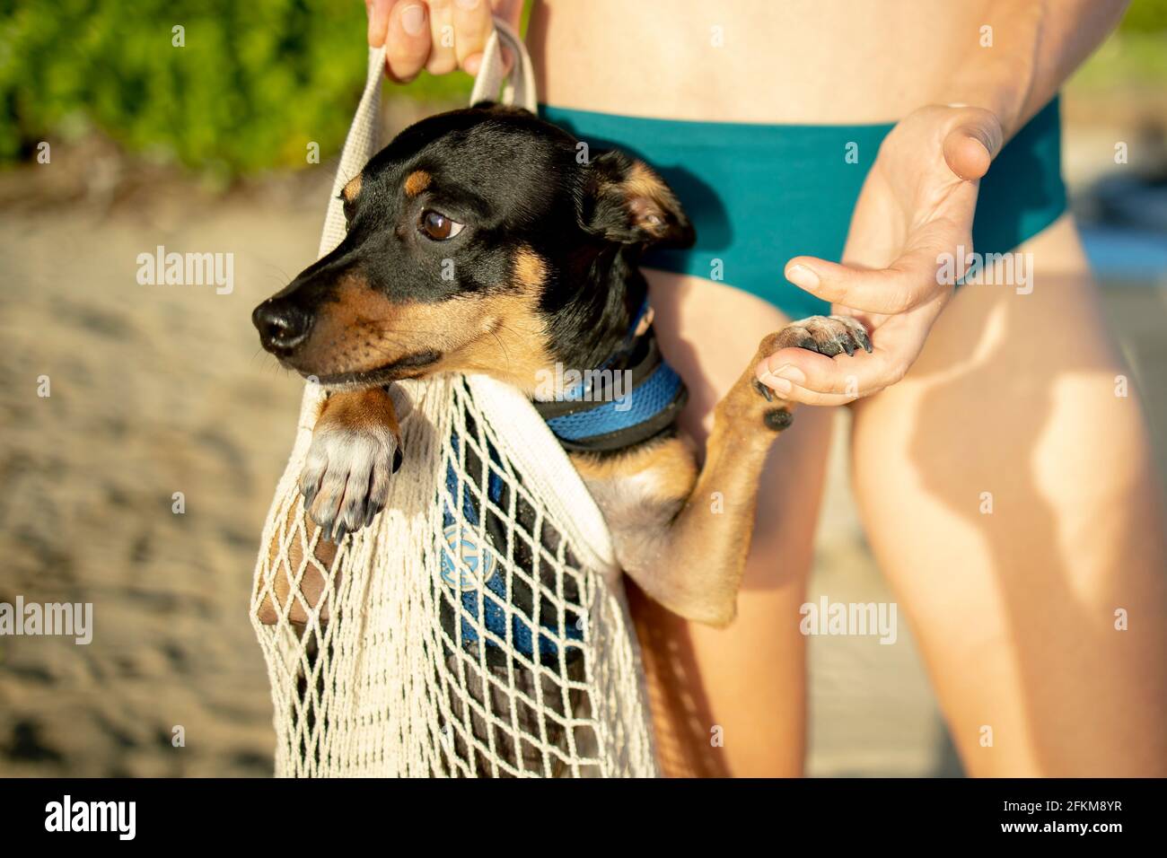 Femme tenant un chien dans un sac de fruits et légumes réutilisable à la plage Banque D'Images