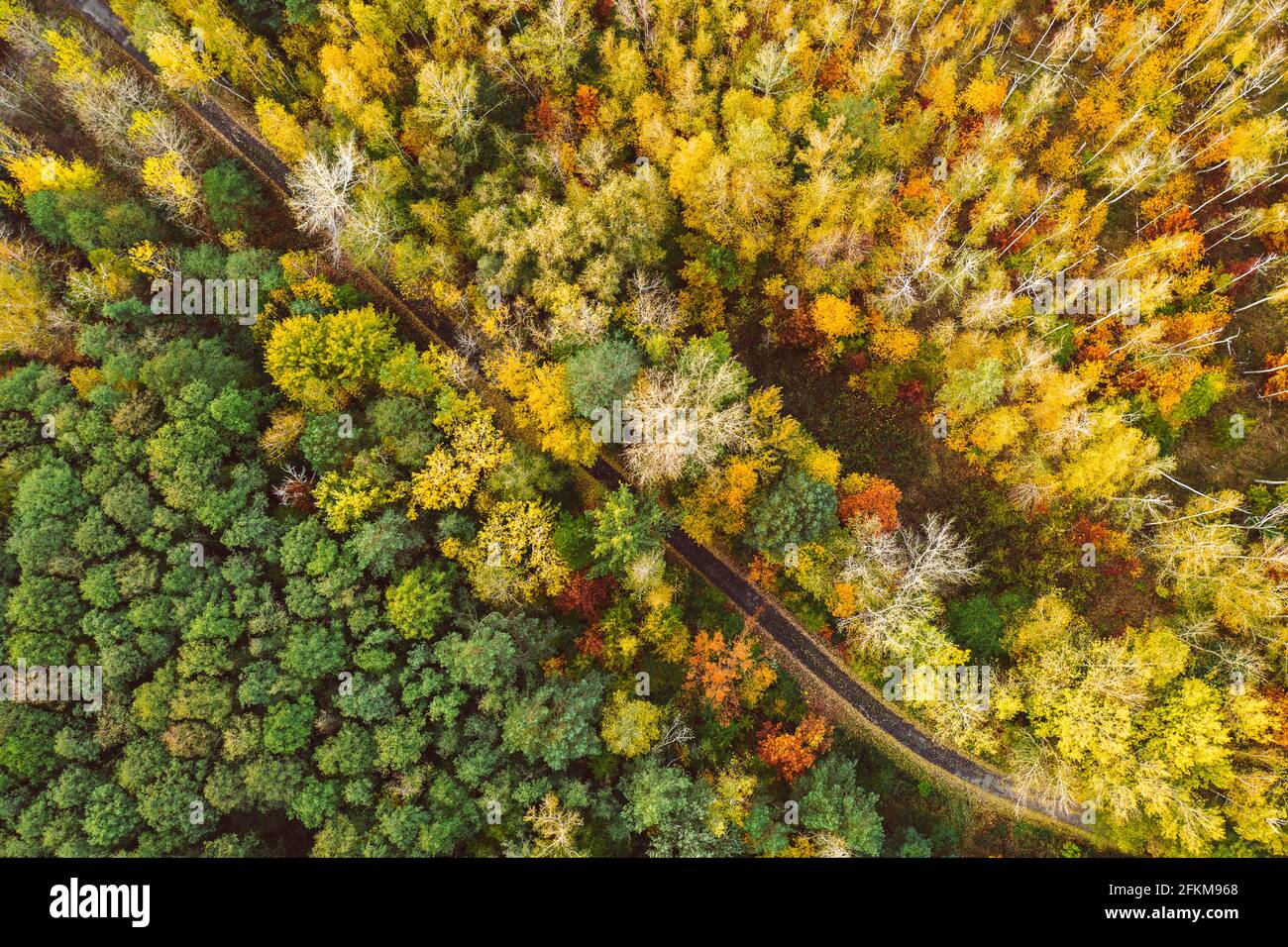 Forêt d'automne d'en haut Banque D'Images