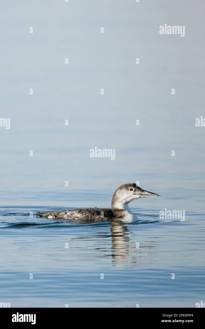 Vue rapprochée d'un Loon commun dans la baie de Semiahmoo Banque D'Images