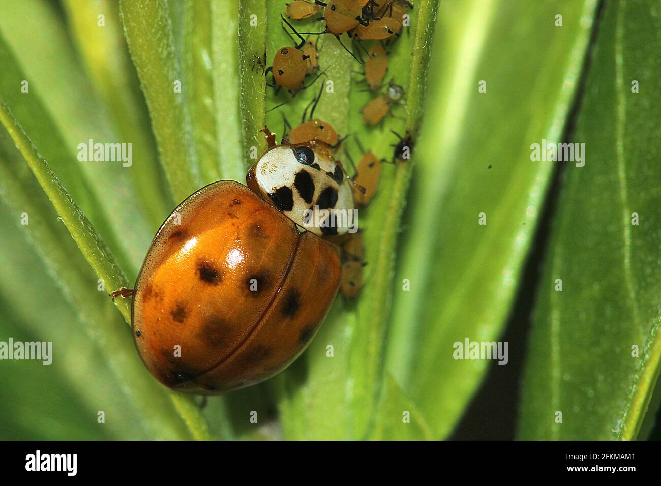 Coccinelle d'Arlequin (Harmonia axyridis), se nourrissant des pucerons (Aphis nerii) Banque D'Images